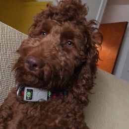 Kompton - Goldendoodle