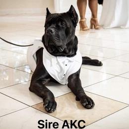 Apollo - Cane Corso