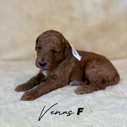 Venus - Red  female Goldendoodle puppy in Houston, Texas from Golden Life Doodles