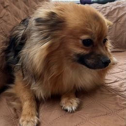 Brandy - Pomeranian