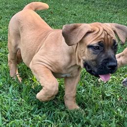 Pocahontas - Brindle female Boerboel puppy in Bon Aqua, Tennessee from Erickson Ranch Boerboels