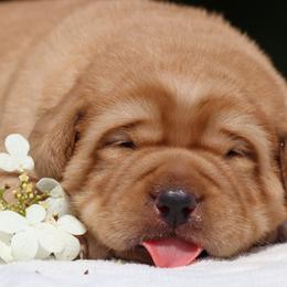 Labrador Retriever puppies from Briar Hill Labradors PA 12145