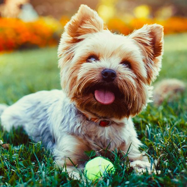 Yorkshire Terrier