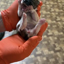 Cricket - Tricolor female Shih Tzu puppy in Avery, Texas from Christye Bolen