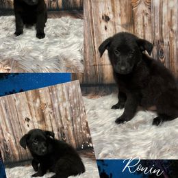 German Shepherd Puppies from Pocono GSD