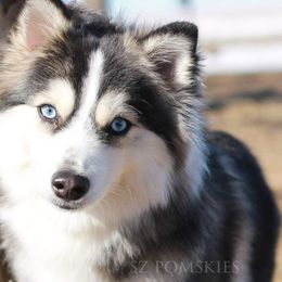 Willow - Pomsky