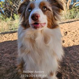 Res - Miniature Australian Shepherd