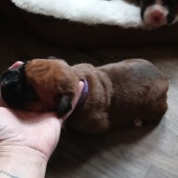 Boxer Puppies from Nikki's Boxers