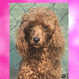 Shine - Poodle