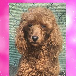 Shine - Poodle
