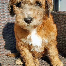 Aussiedoodle Puppies from Color Country Doodles