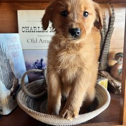 Light Yellow - Dark golden female Golden Retriever puppy in Leadore, Idaho from Gunsight Goldens