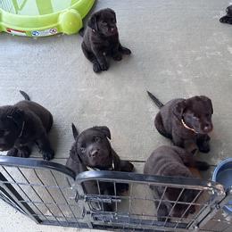 Labrador Retriever Puppies from Rustic Ridge Labradors