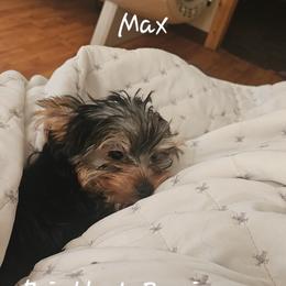 Max - Black and tan male Yorkshire Terrier puppy in West Plains, Missouri from Brinkley Yorkies