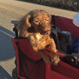 Harper - Dachshund