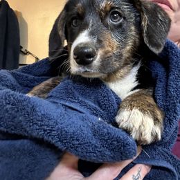 American Corgi, Cardigan Welsh Corgi, and Pembroke Welsh Corgi Puppies from Enok Corgis
