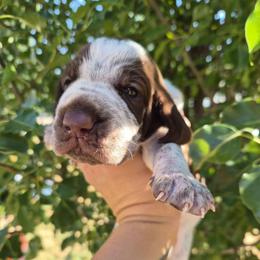 Washington - White and chestnut male Bracco Italiano puppy in Silver Summit, Utah from Snow Peak Kennel