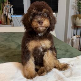 Stella - Brown and tan female Cockapoo puppy in Queens, New York from The 2 Musketeers_Cockapoos