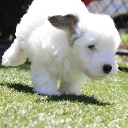 Cavalier King Charles Spaniel, Cavapoo, Havanese, and Havapoo Puppies from Grayfinn House