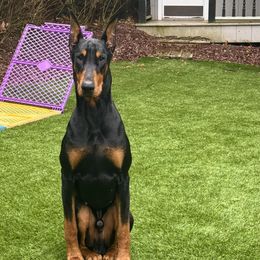 Boy 3 - Doberman Pinscher puppy in Staten Island, New York from Holloway Dobermans