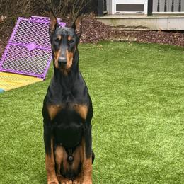 Boy 3 - Doberman Pinscher puppy in Staten Island, New York from Holloway Dobermans