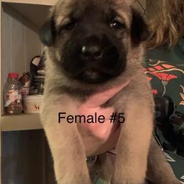 Female 5 - Fawn female Anatolian Shepherd Dog puppy in Daggett, Michigan from T&S Anatolians