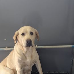 Ocean - Labrador Retriever