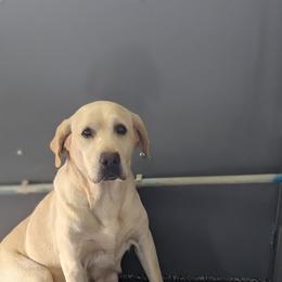 Ocean - Labrador Retriever