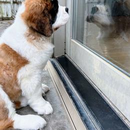 Saint Bernard Puppies from St Bernard Kingdom, LLC