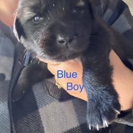 Blue - Gray male Sarplaninac puppy in Colorado Springs, Colorado from Pesky Redneck Mini Ranch
