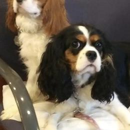 Cavalier King Charles Spaniels from Presley's Pups//  Poodles & king Charles Cavaliers