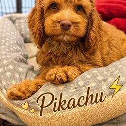 Pikachu - Red male Cockapoo puppy in Perry, Arkansas from Parker's Cockapoos