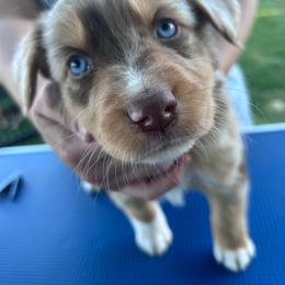 Green collar boy - Red merle male Australian Shepherd puppy in Flat Rock, Alabama from Fluffy Butt Acres
