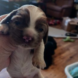 Ben - Cocker Spaniel puppy from Wethys Cocker Spaniels