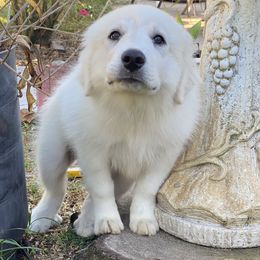 Great Pyrenees from Eclipse kennels
