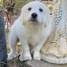 Great Pyrenees from Eclipse kennels