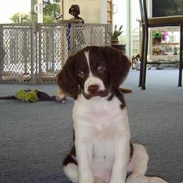 Brittany Puppies from Morgun’s Brittanys