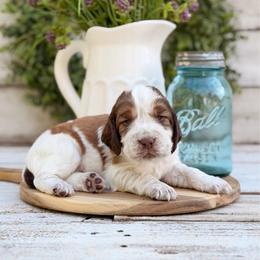 Sleigh Bell - Tri-Roan male English Springer Spaniel puppy in Henderson County, North Carolina from Roan Creek Kennels