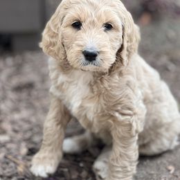 Assorted Doodle Crosses and Goldendoodle Puppies from Wake Forest Darling Doodles
