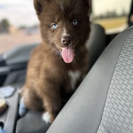 German Shepherd and Siberian Husky Puppies from Rose Trail Siberian’s