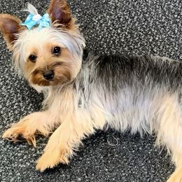 Yorkshire Terriers from Kelly Summers Yorkshire Terriers
