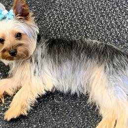 Yorkshire Terriers from Kelly Summers Yorkshire Terriers