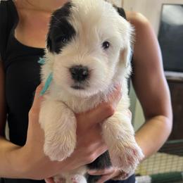 Bloom - Gray and white female Old English Sheepdog puppy in Bristol, Indiana from Ridgeruns OES