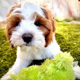 Scout - Blenheim male Cavapoo puppy in Bountiful, Utah from PJs Puppy Love