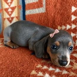 Poppy - Gray (blue) and tan female Dachshund puppy in Okeechobee, Florida from HotShot Kennels
