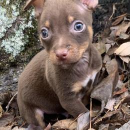 Catahoula Leopard Dog, Cocker Spaniel, Pomeranian, and Teddy Roosevelt Terrier Puppies from Rich Cat’s