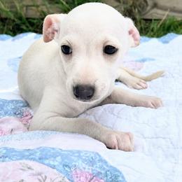 Buffy - Cream female Italian Greyhound puppy in Jacksonville, Alabama from Adornare Kennels
