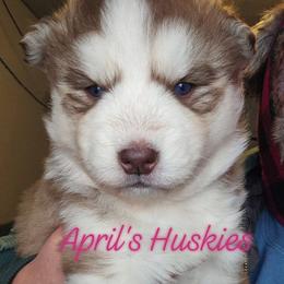 Girl 1 - Red and white female Siberian Husky puppy in Terre Haute, Indiana from April's Huskies