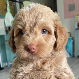 Green Collar - Yellow and white male Bernedoodle puppy in Port Charlotte, Florida from Islands Wheatens and Poodles