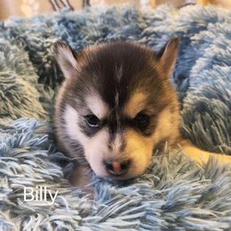 Billy - Silver and white male Pomsky puppy in Blackfoot, Idaho from Snake River Pomskys